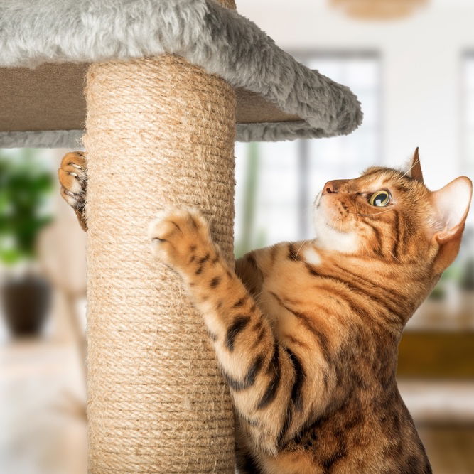 Chic and Functional: The Best Modern Cat Furniture for Stylish Pet Parents