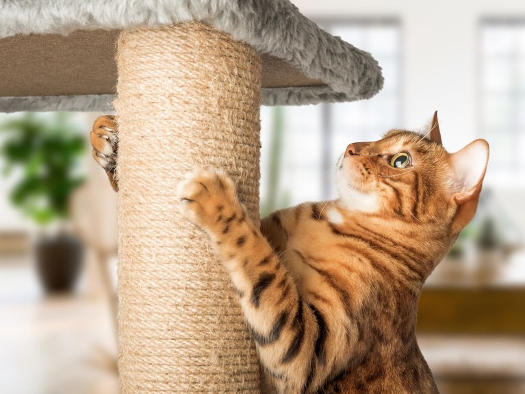 Chic and Functional: The Best Modern Cat Furniture for Stylish Pet Parents